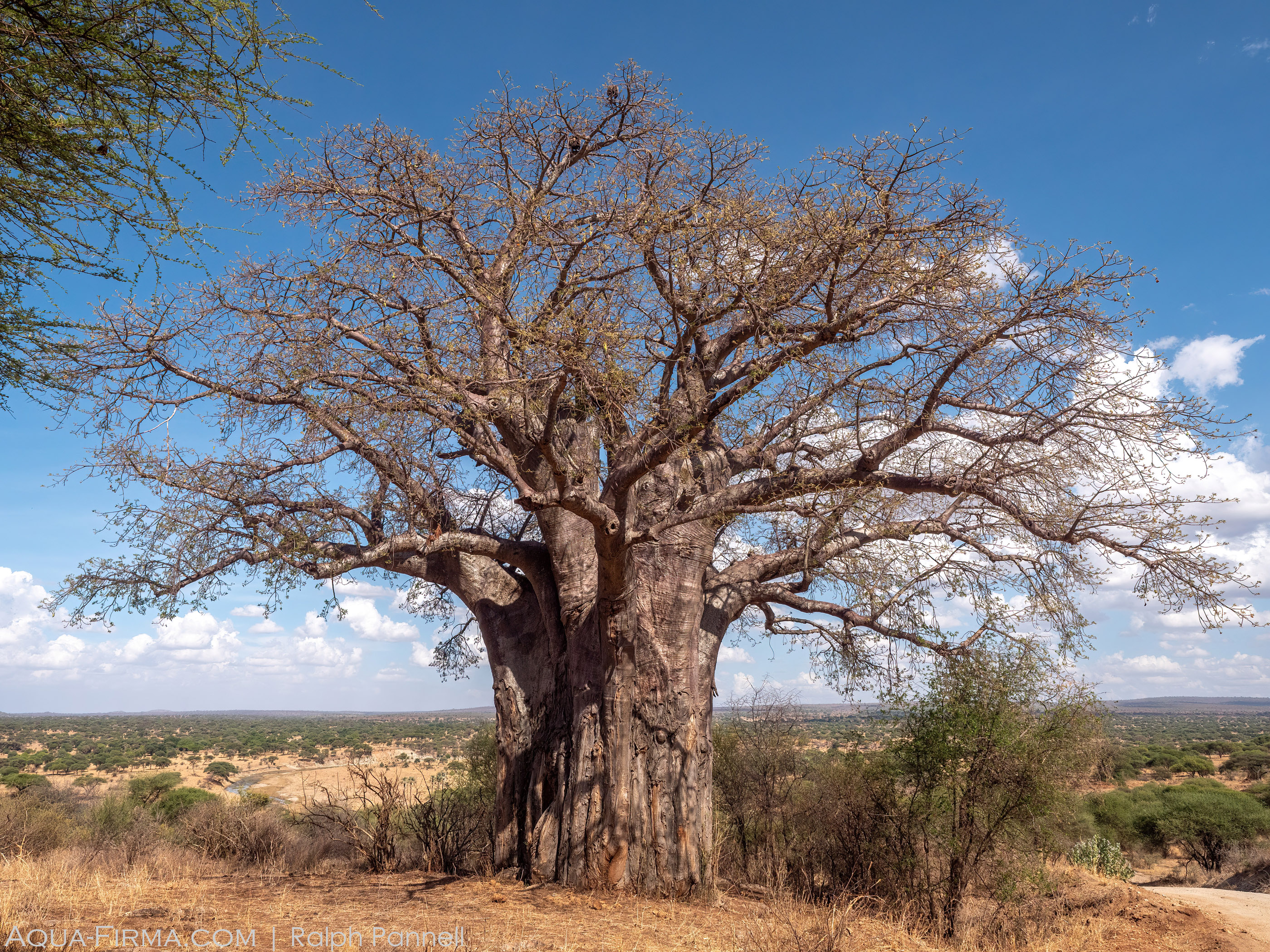 baobab tree Tarangire national park Tanzania