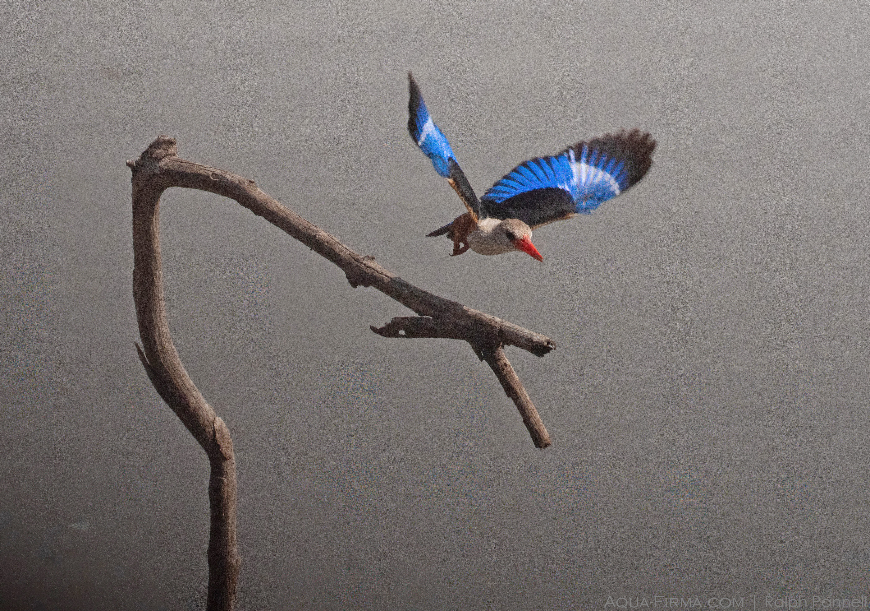 brown-hooded kingfisher grumeti river serengeti
