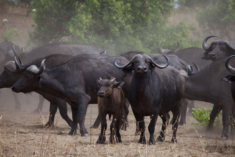 Herd of Buffalo Katavi National Park Tanzania