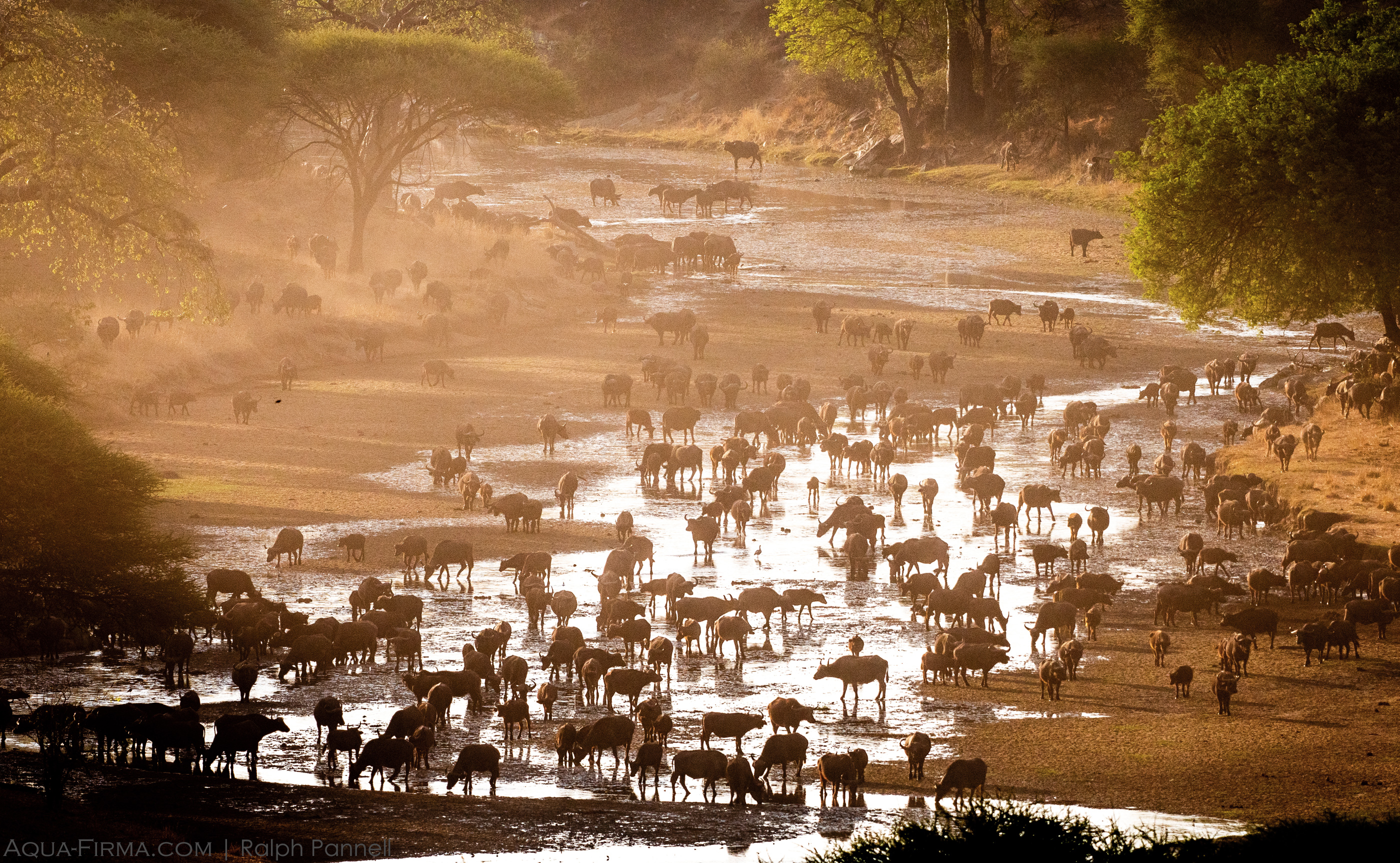 Tarangire National Park river buffalo herd