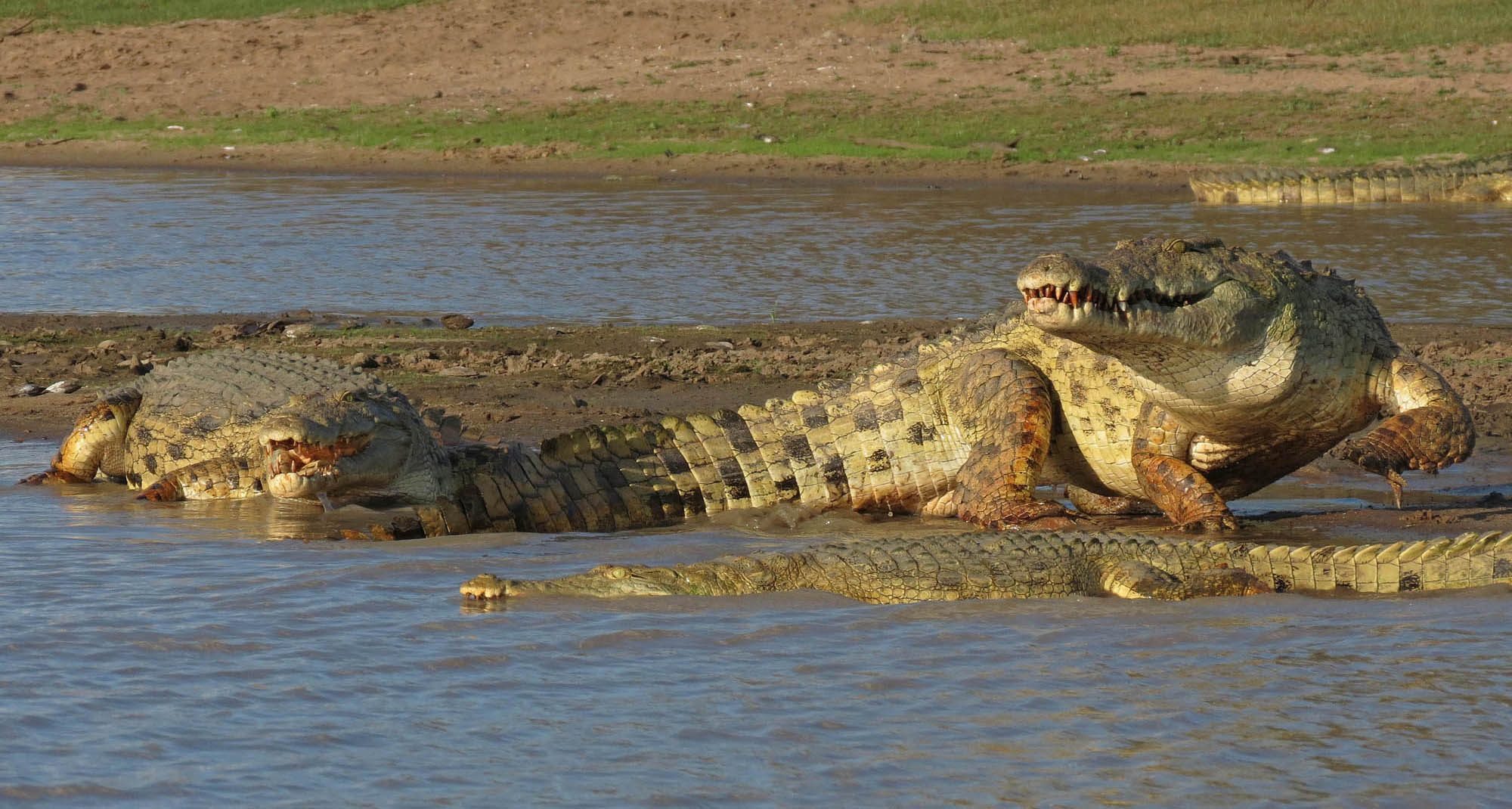 African Safari Nile Crocodiles - Ralph Pannell