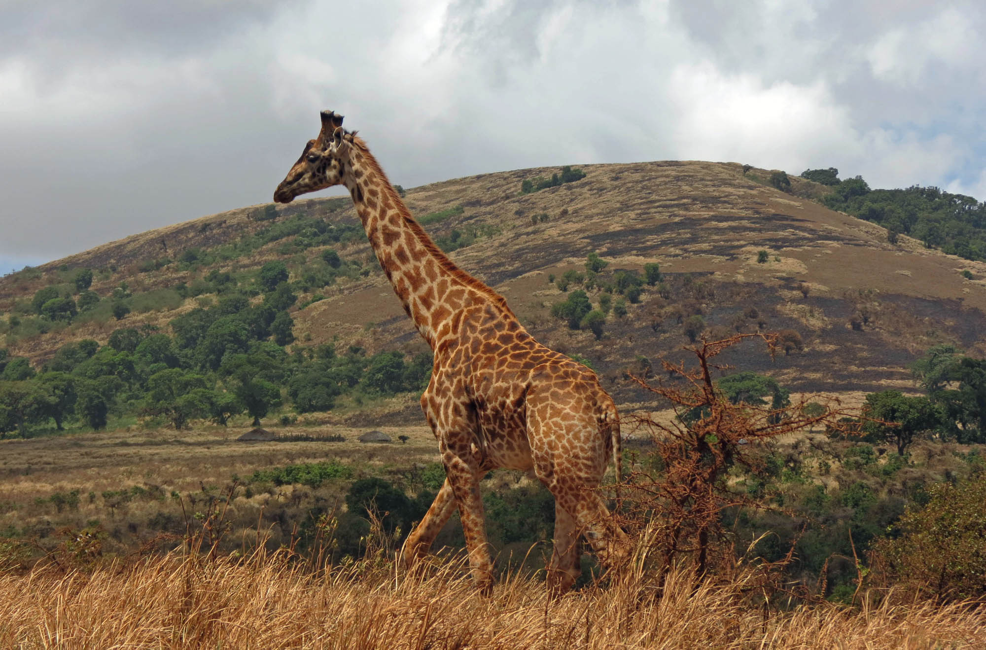 Giraffe in Ngorongoro Crater - Ralph Pannell