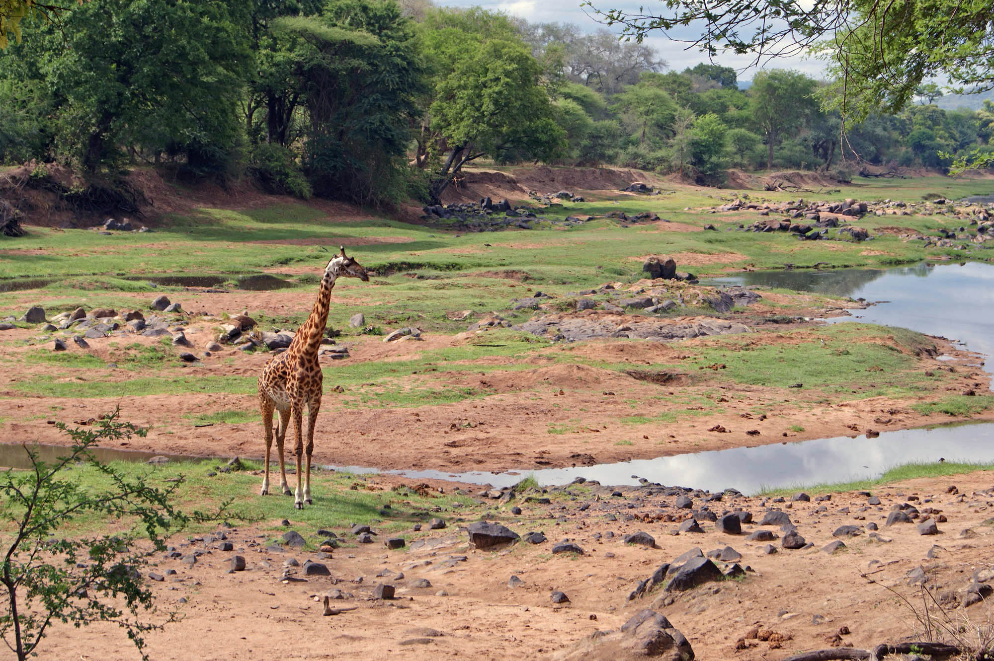 Giraffe in Ruaha National Park - Ralph Pannell