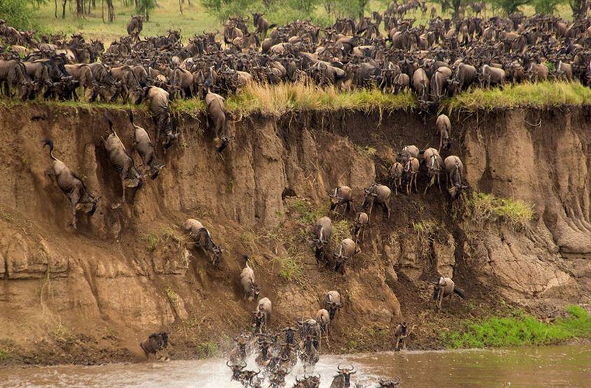 Mara River Crossing - Bob Madden