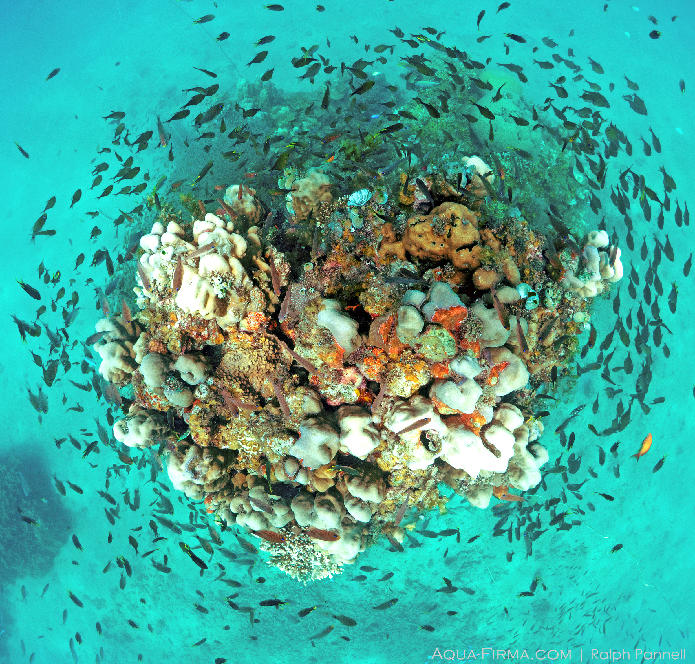 Coral Reef Snorkel Mafia Island Tanzania