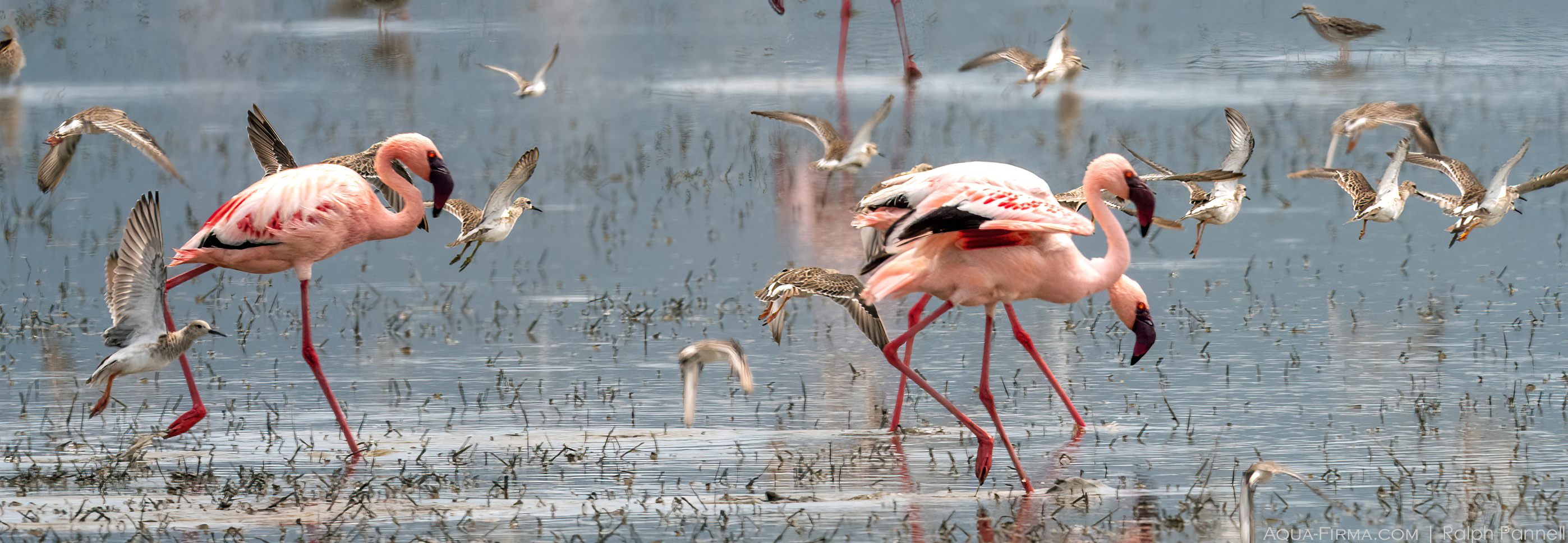 flamingos ngorongoro crater lake