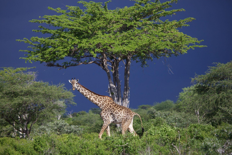 Giraffe in Katavi National Park Tanzania