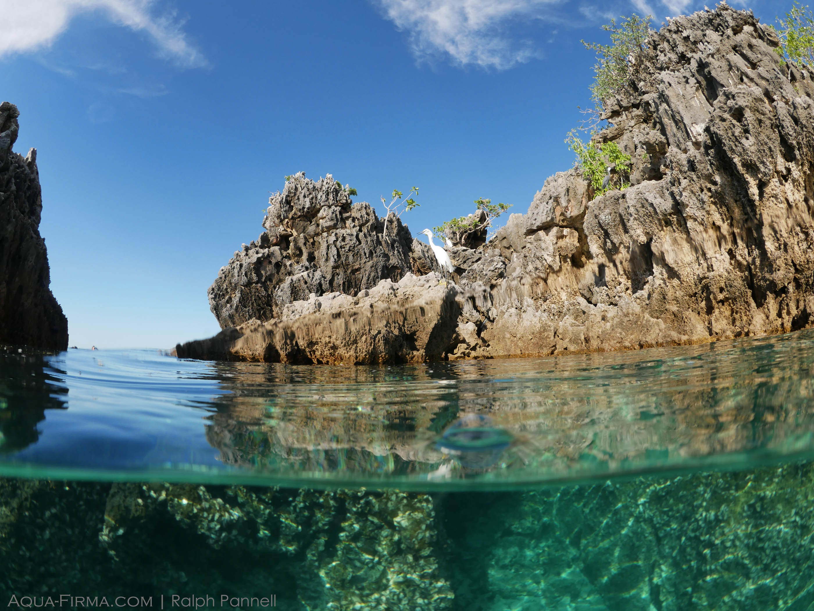 Mafia Island coral rock heron