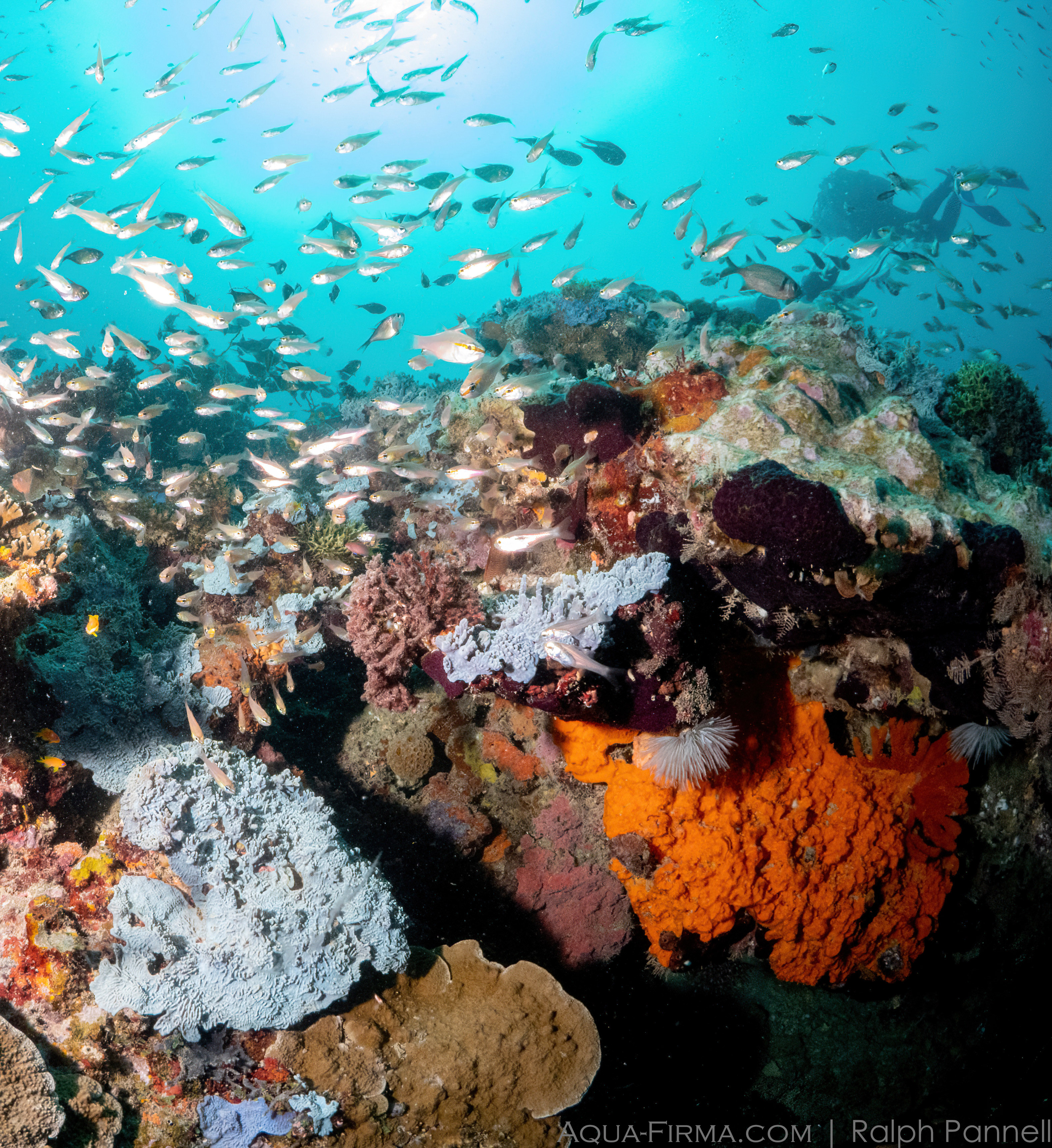 Scuba Diving Tanzania Coral Reef Mafia Island