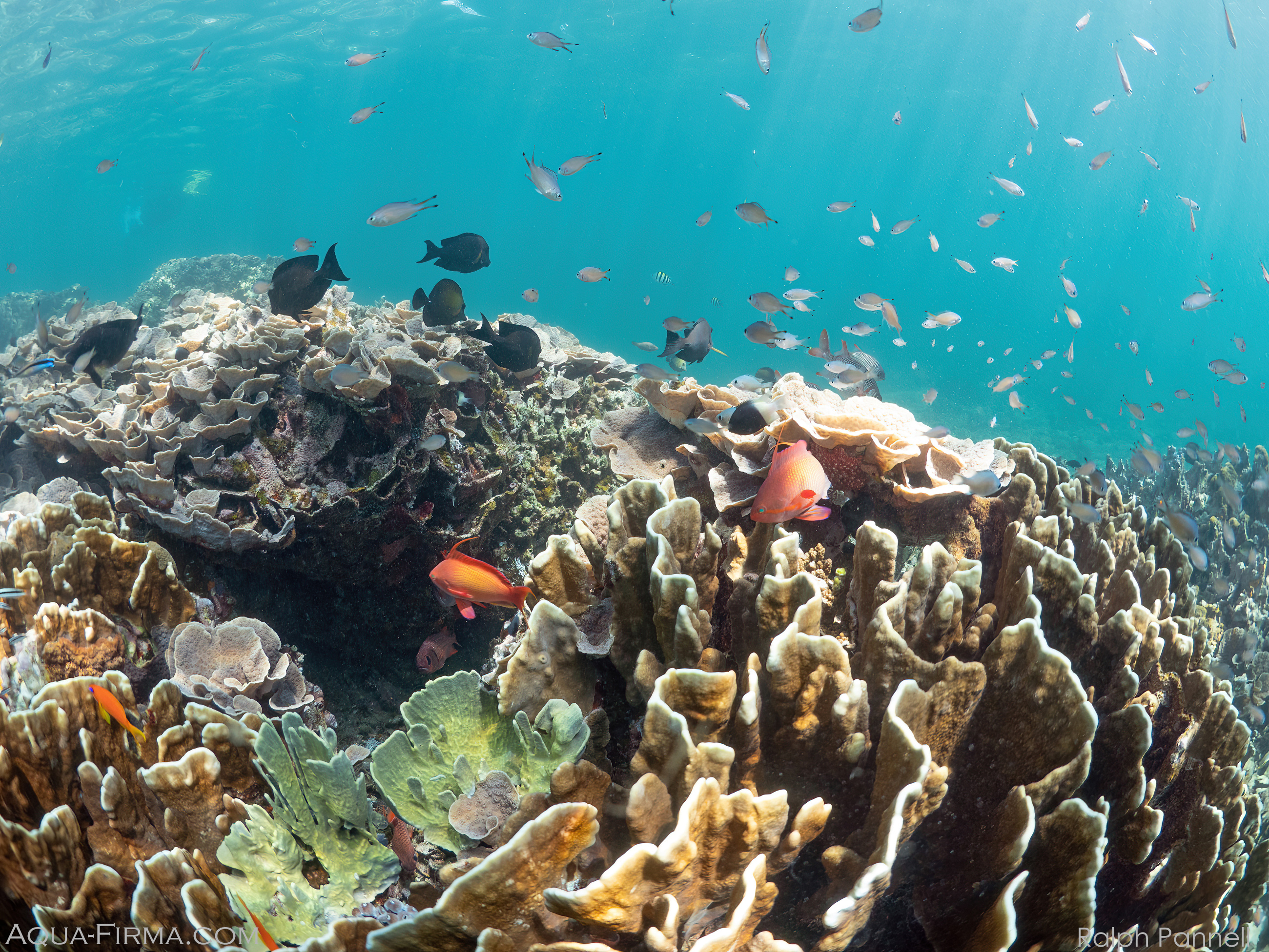 Tanzania Coral Reef Mafia Island Chole Bay