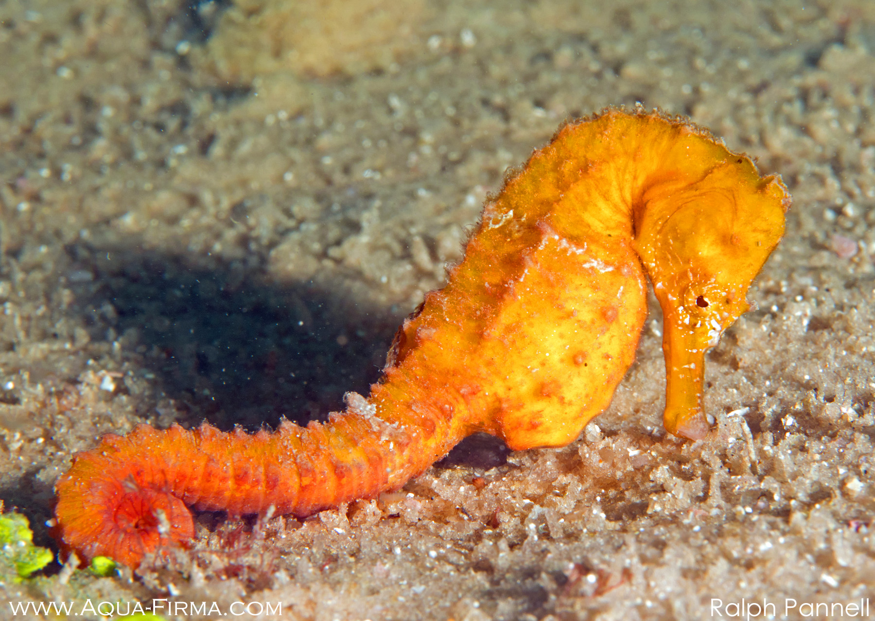 Seahorse Mafia Island Tanzania coral reef muck diving Ralph Pannell