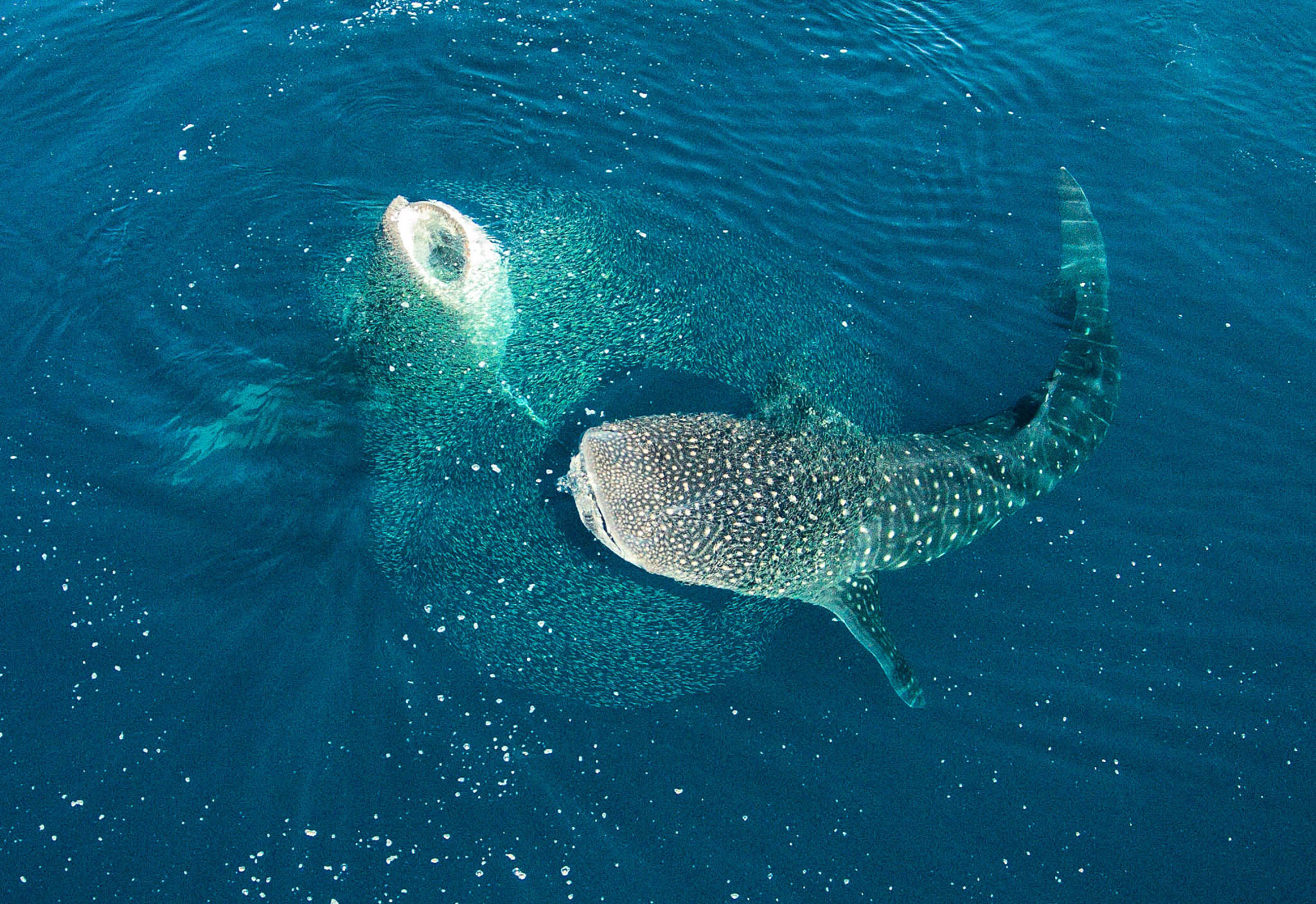 Whale Sharks Feeding in Mafia Island - Dr Simon Pierce