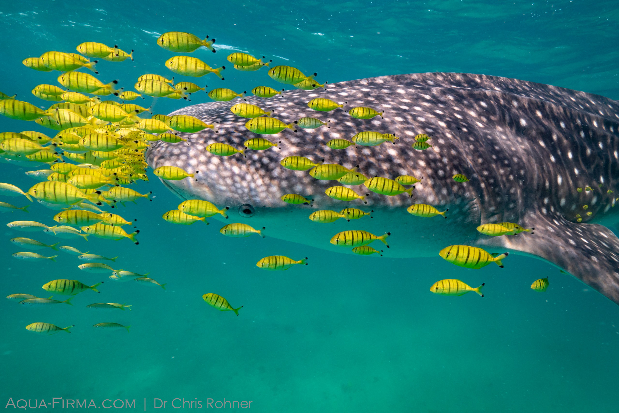 whale shark fish Mafia Island Dr Chris Rohner MMF Aqua-Firma