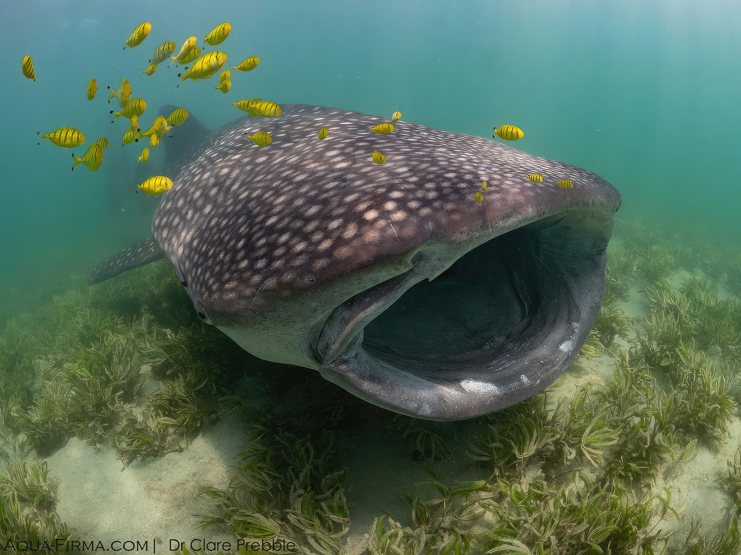 whale shark mafia island tanzania bottom feeding
