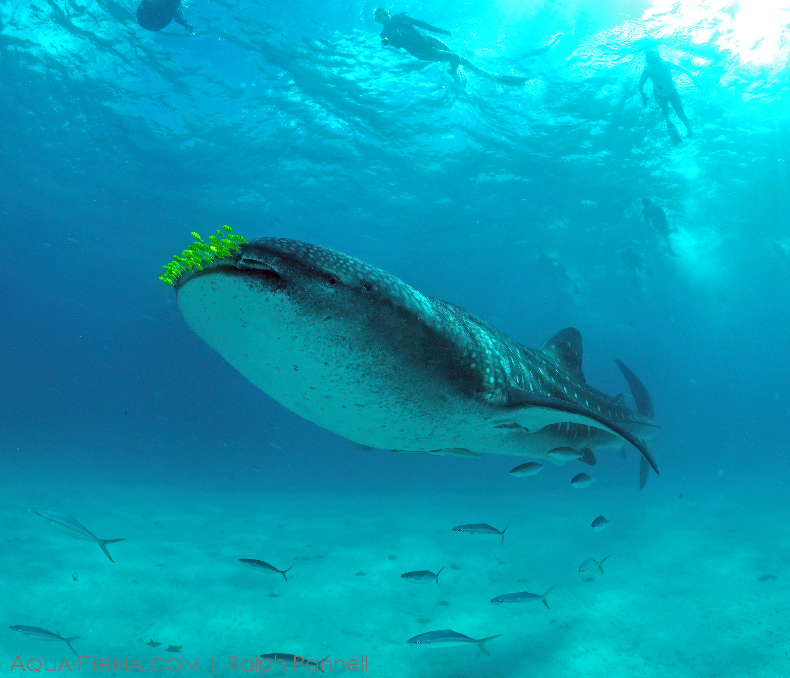 Snorkel with Whale Shark Tanzania Mafia Island