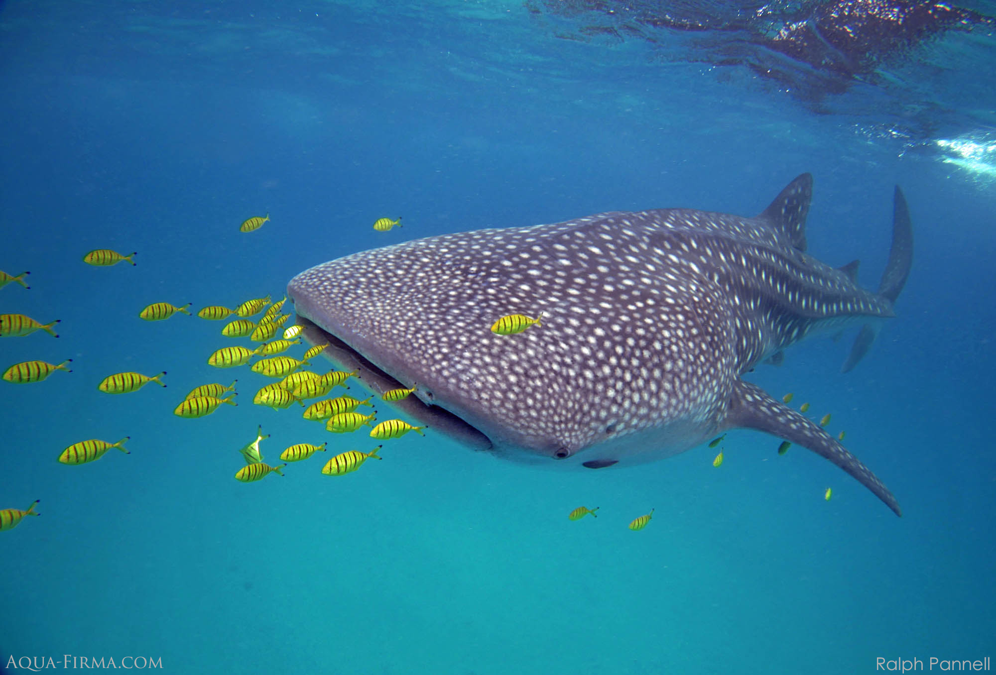 Whale Shark Mafia Island Tanzania