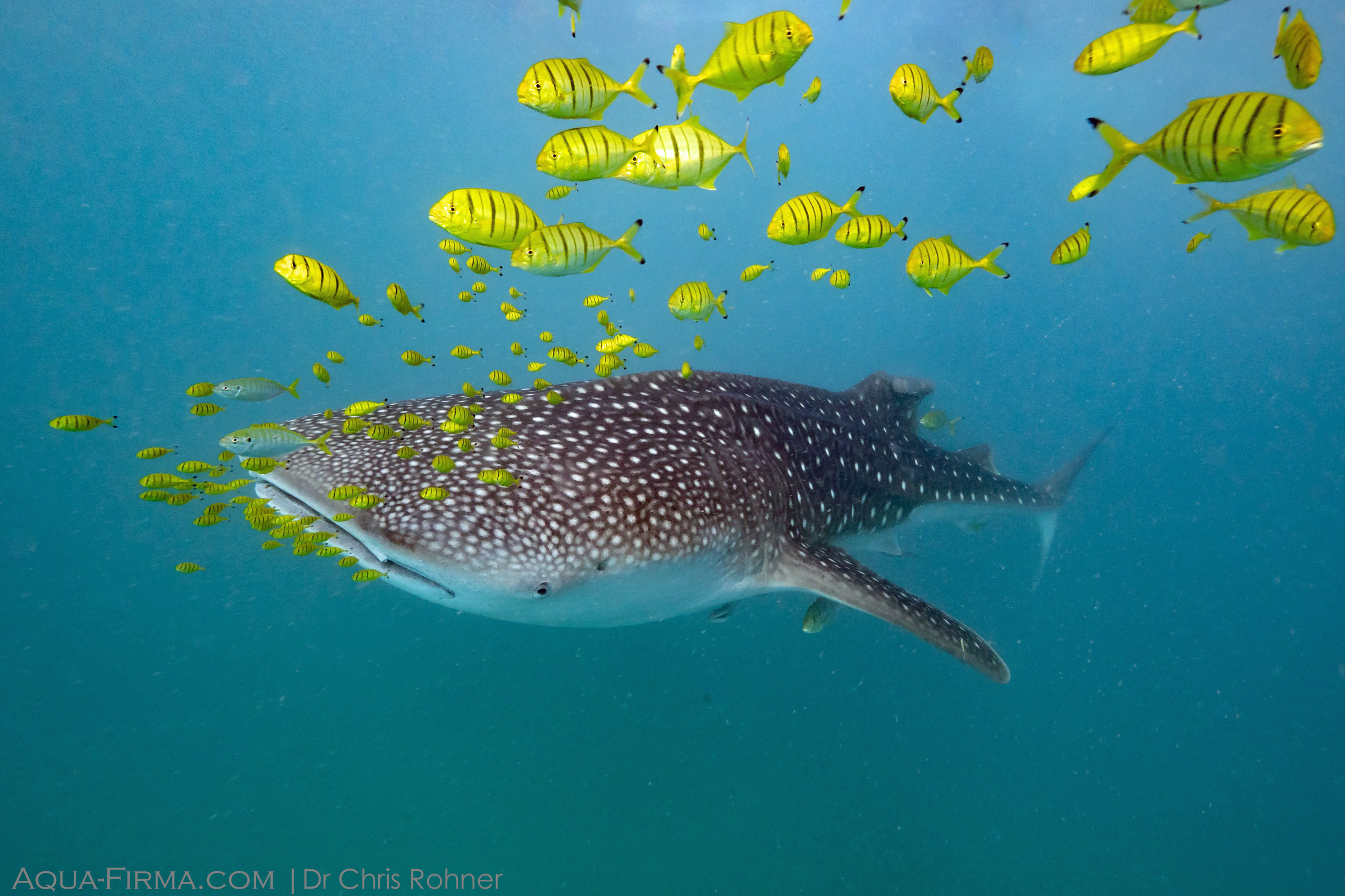 Whale Shark Tanzania Mafia Island MMF Aqua-Firma