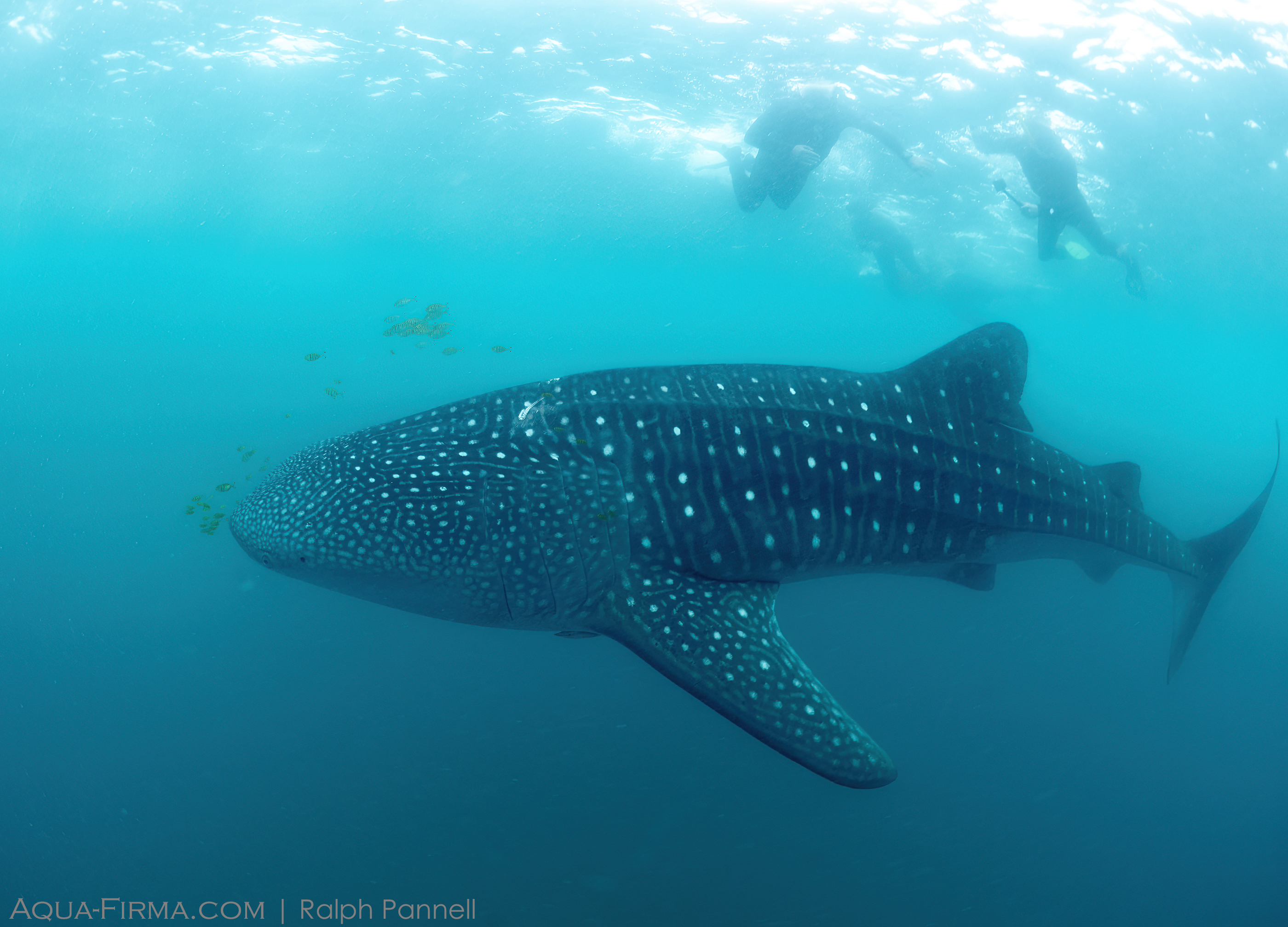 Whale Shark new to Mafia Island Tanzania TZ-297