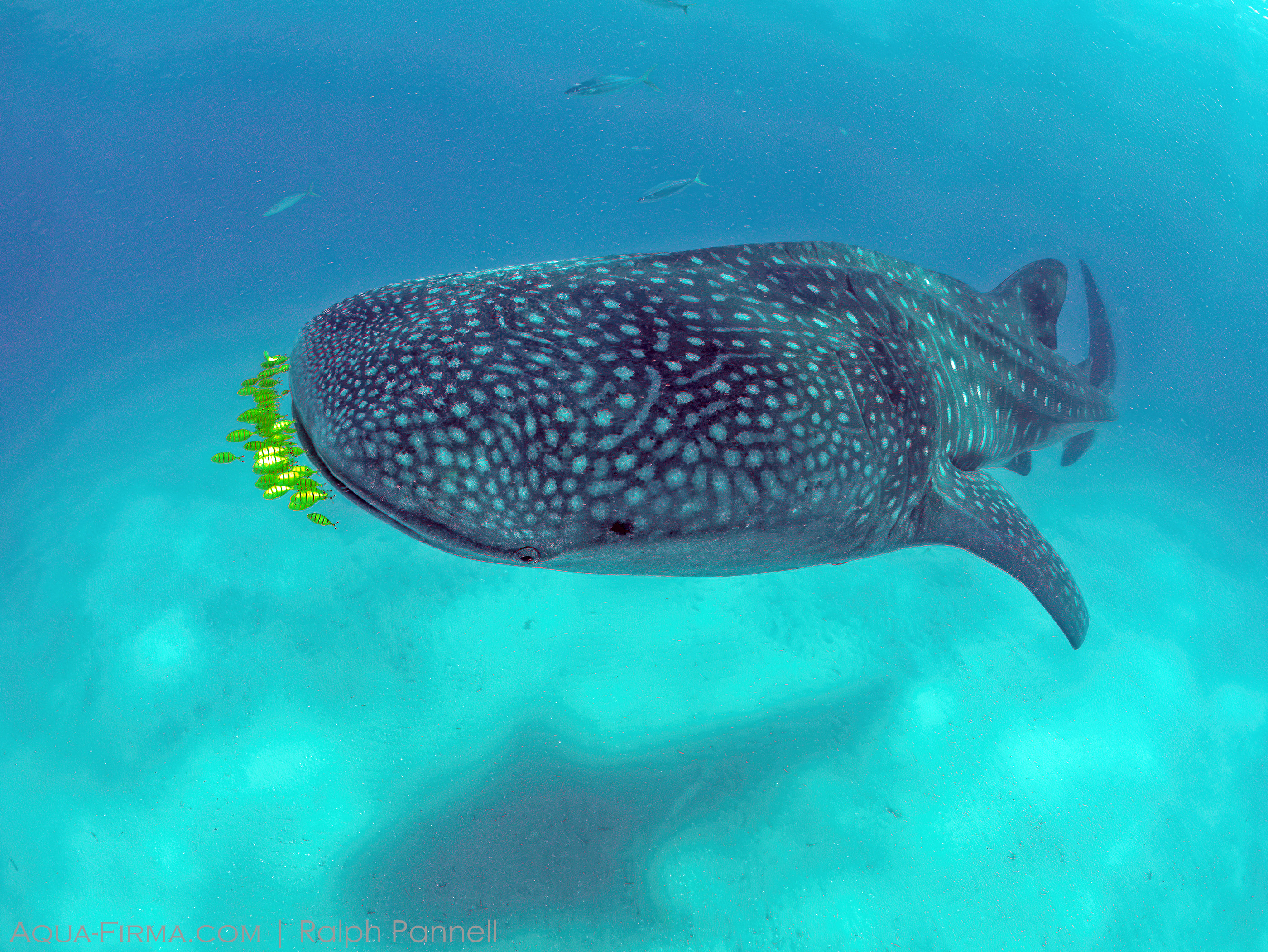Whale Shark Tanzania Mafia Island Aqua-Firma