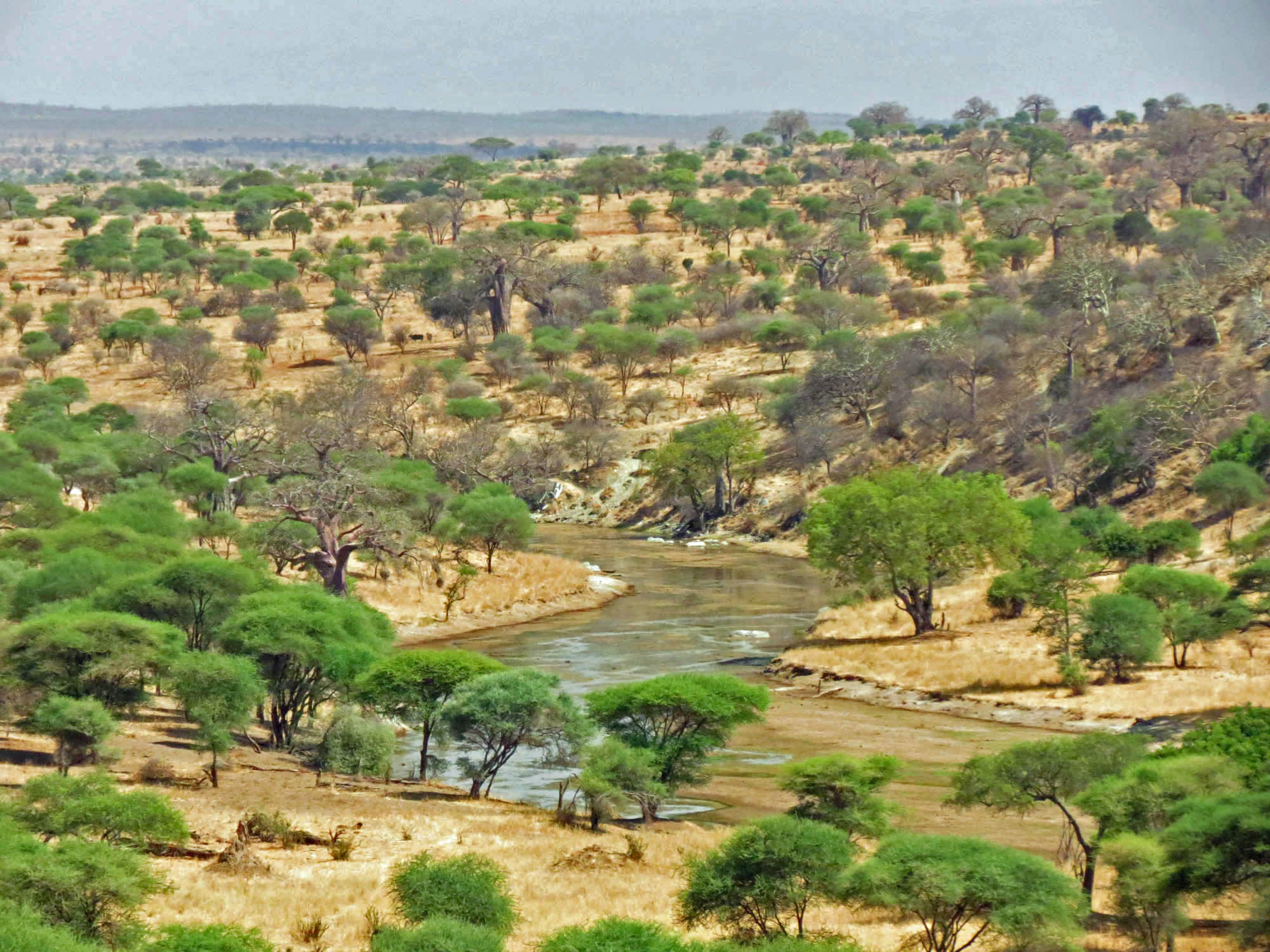 Tarangire National Park River Valley