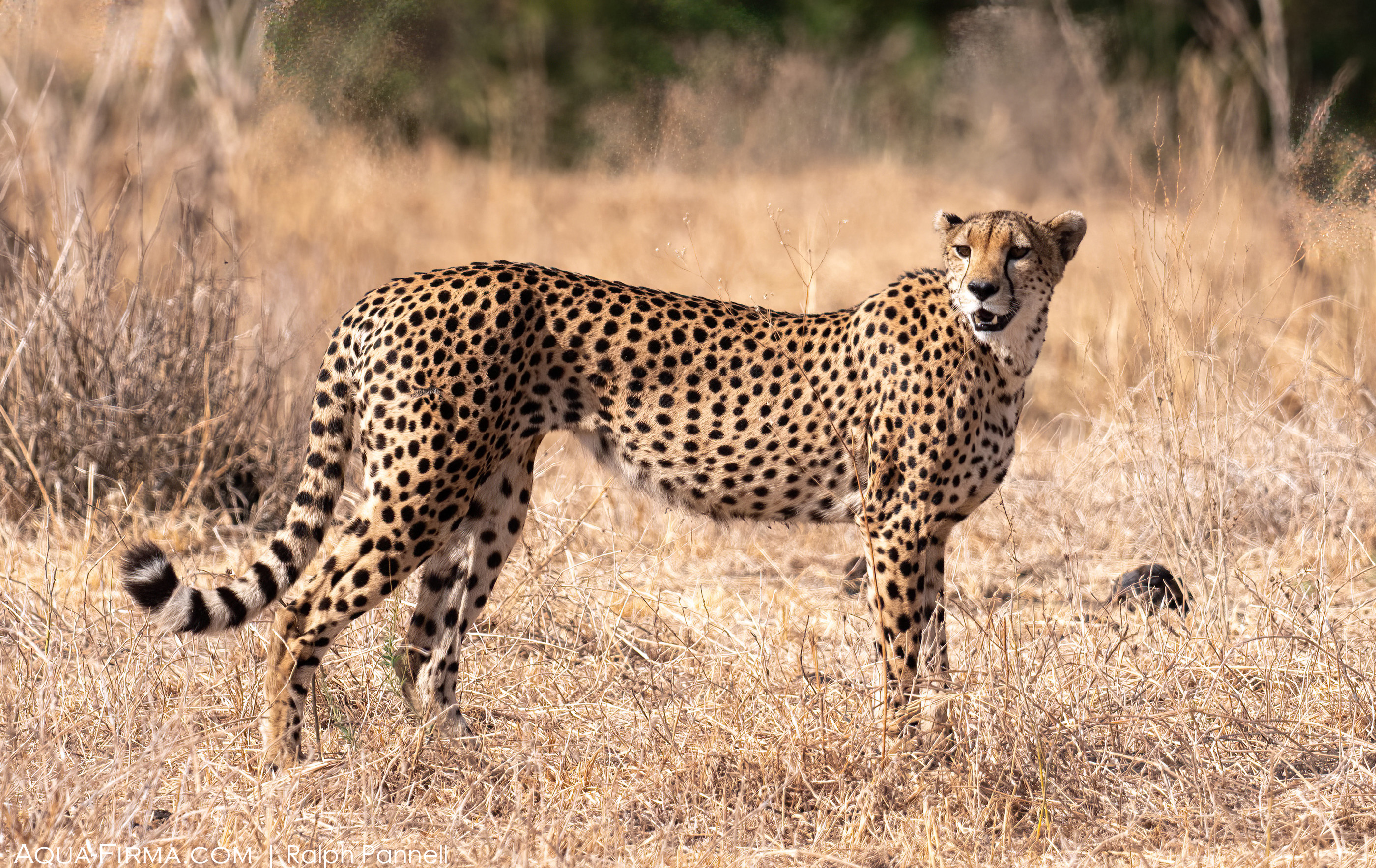 cheetah tarangire national park tanzania safari Aqua-Firma
