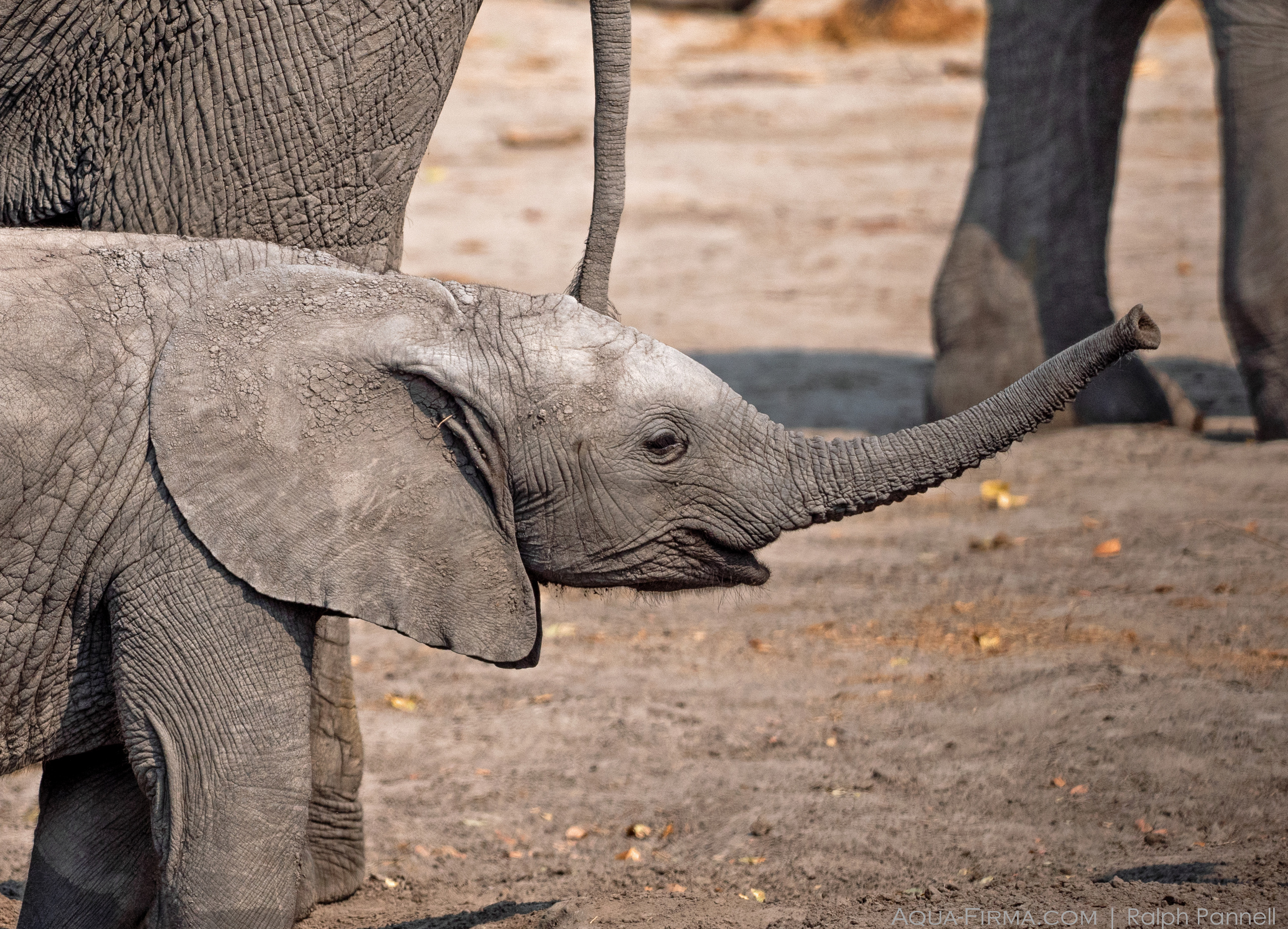Baby Elephant in the Okavango Delta Botswana