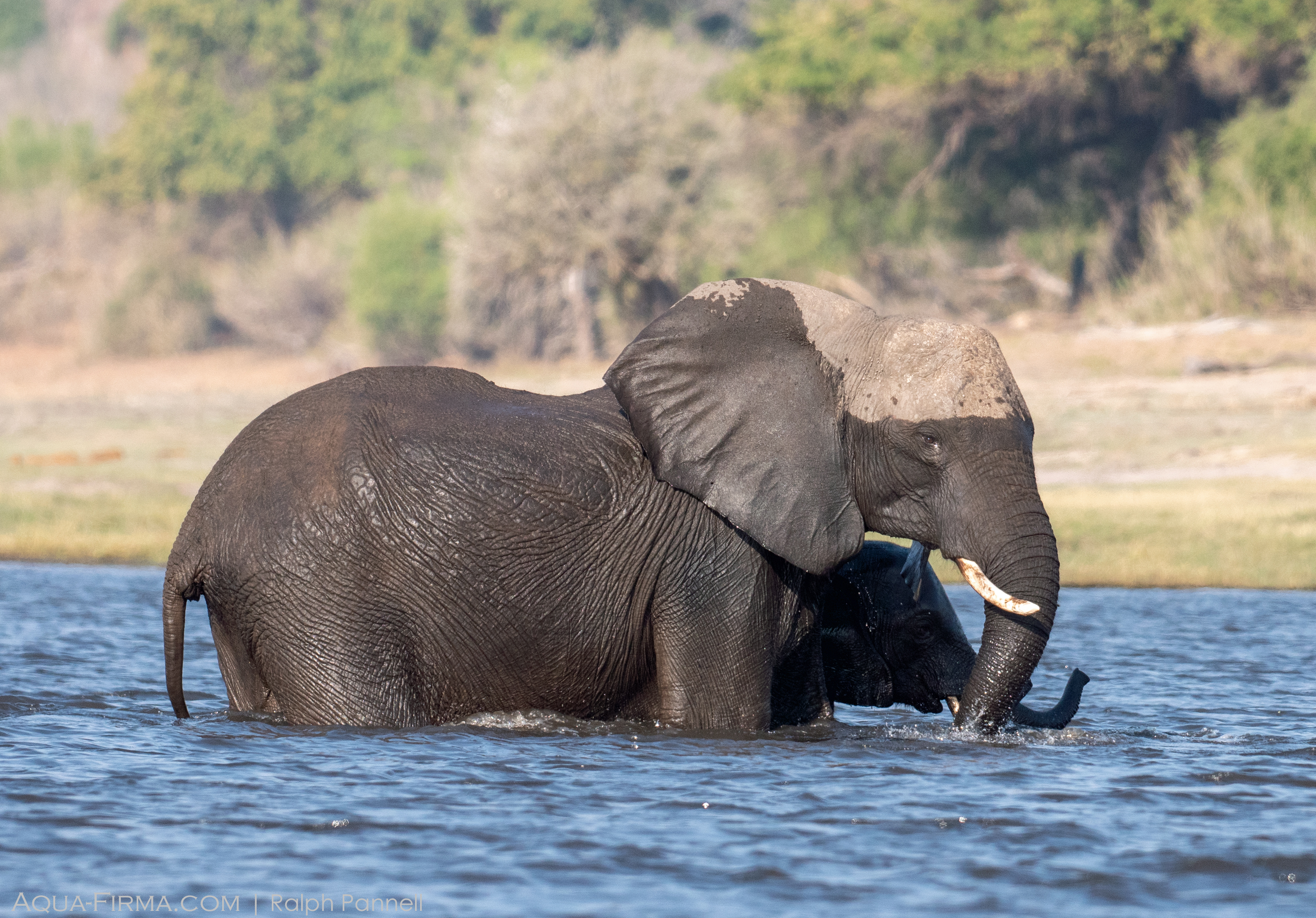 Elephant crossing Chobe River