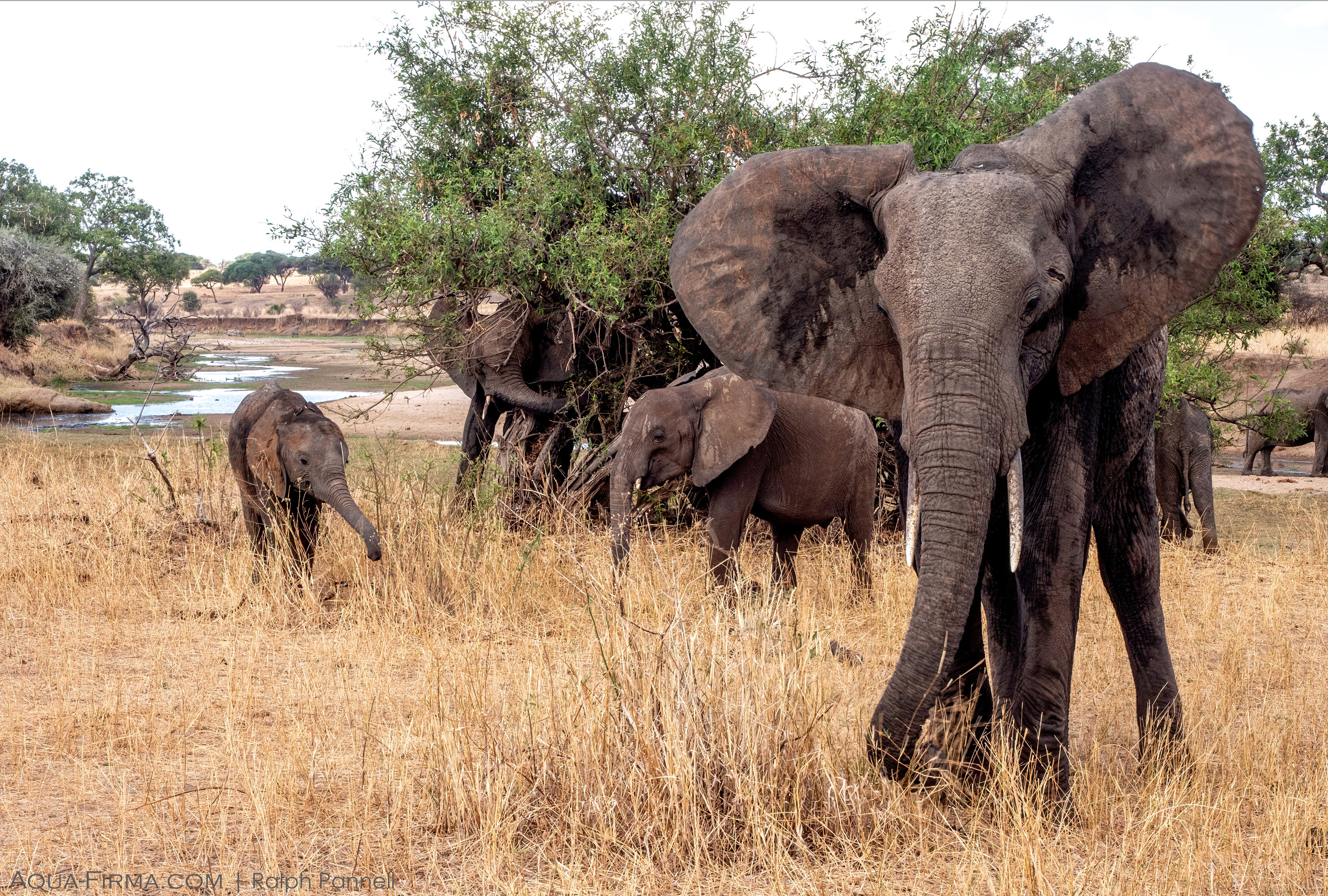 Elephants Tarangire National Park Tanzania Safari