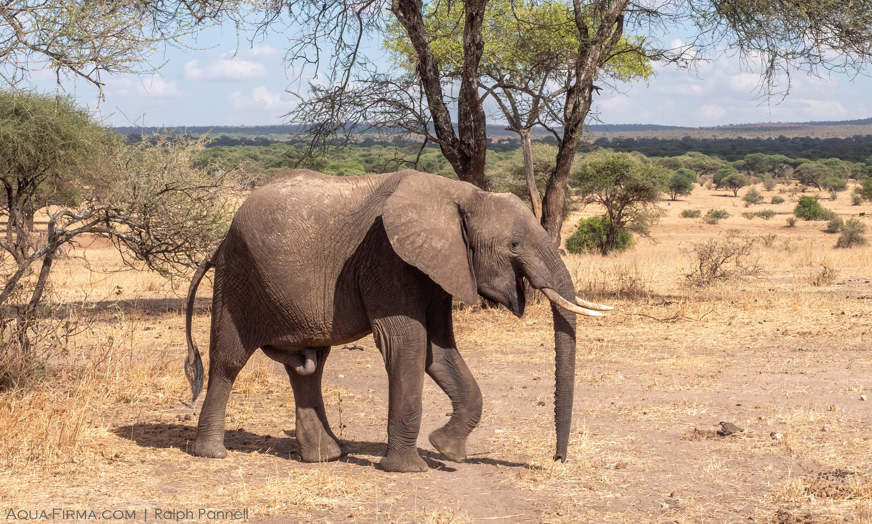 smiling elephant tarangire national park tanzania