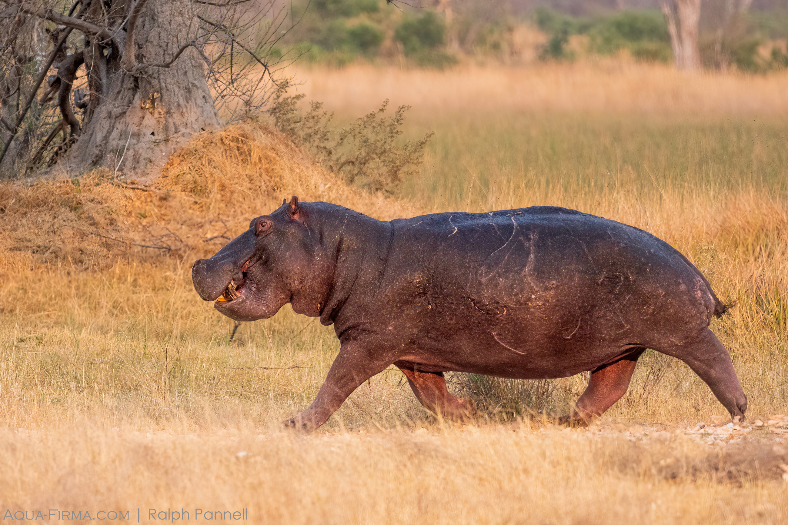 Elephant running Okavango Delta Botswana Savannah
