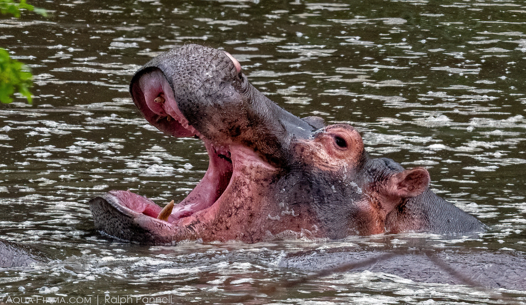 hippopotamus grumeti river tanzania serengeti