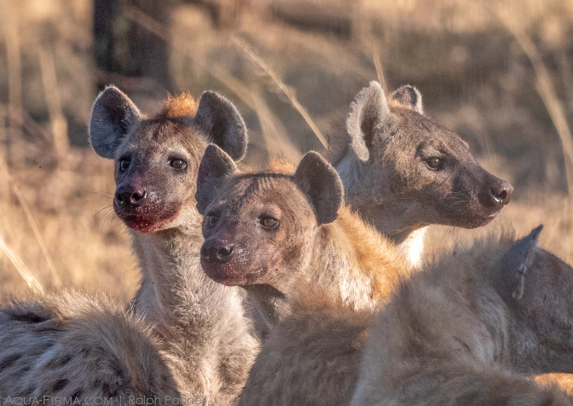 spotted hyenas at kill serengeti national park safari