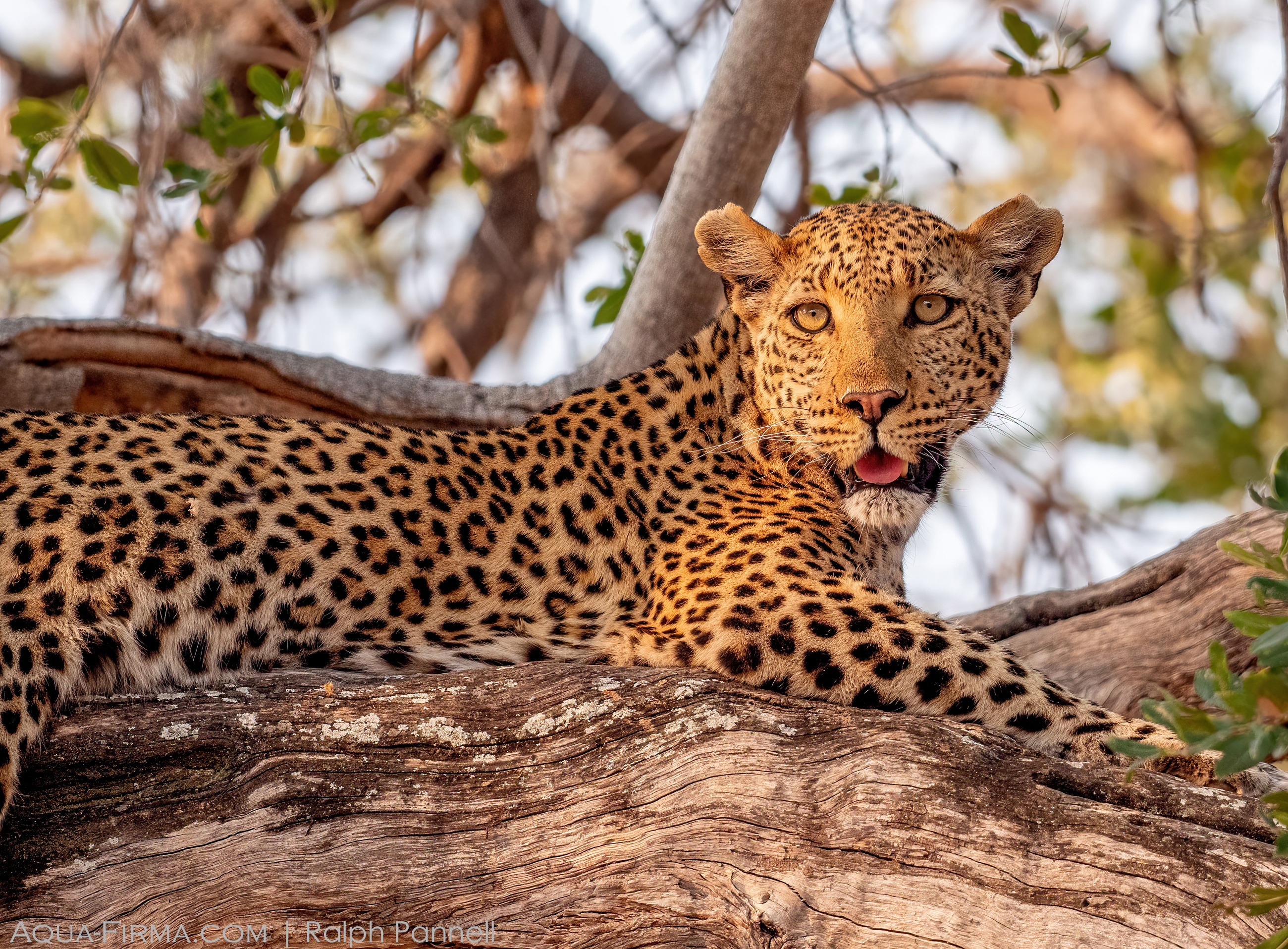 Leopard in tree Okavango Delta Kasana Botswana