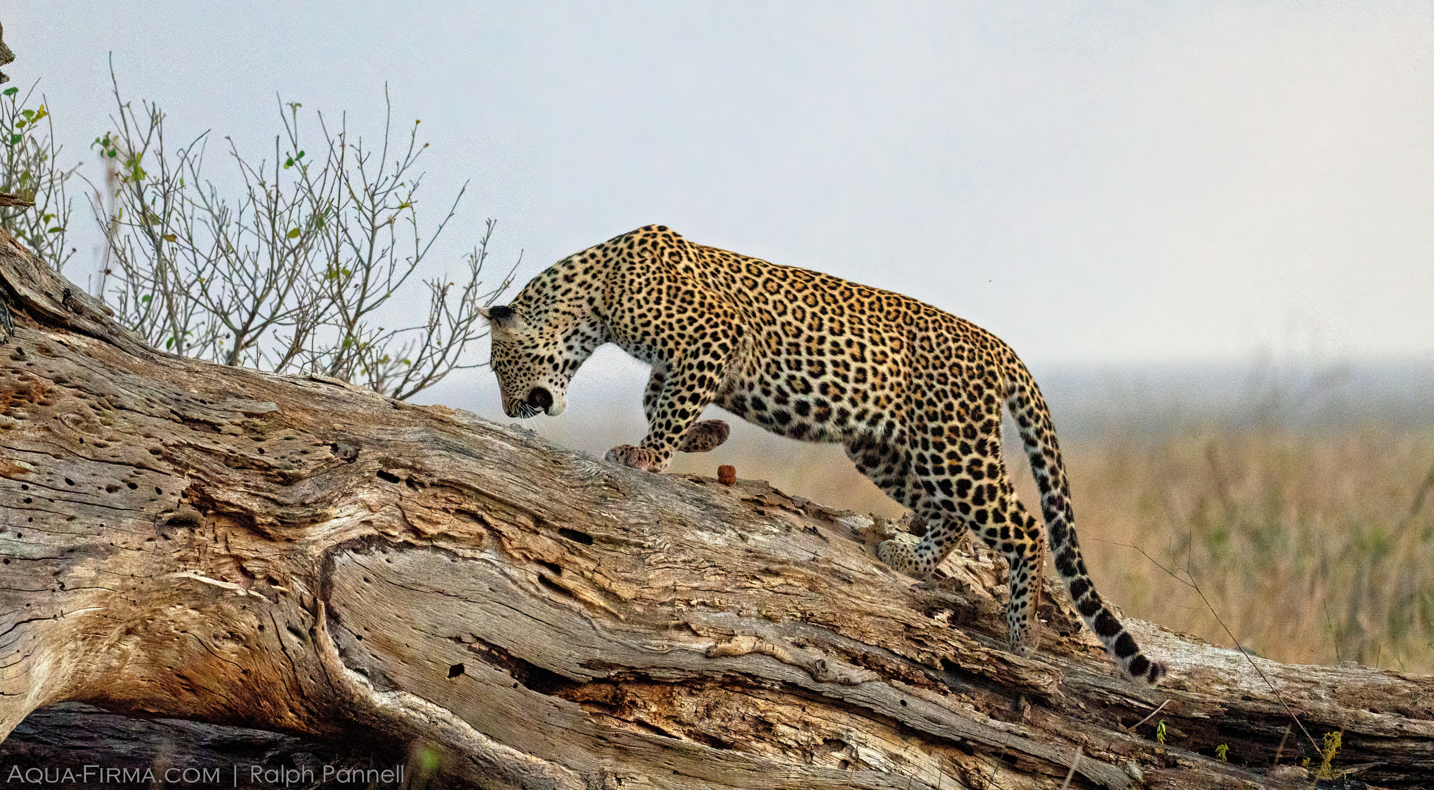 leopard serengeti tanzania safari Aqua-Firma Ralph Pannell