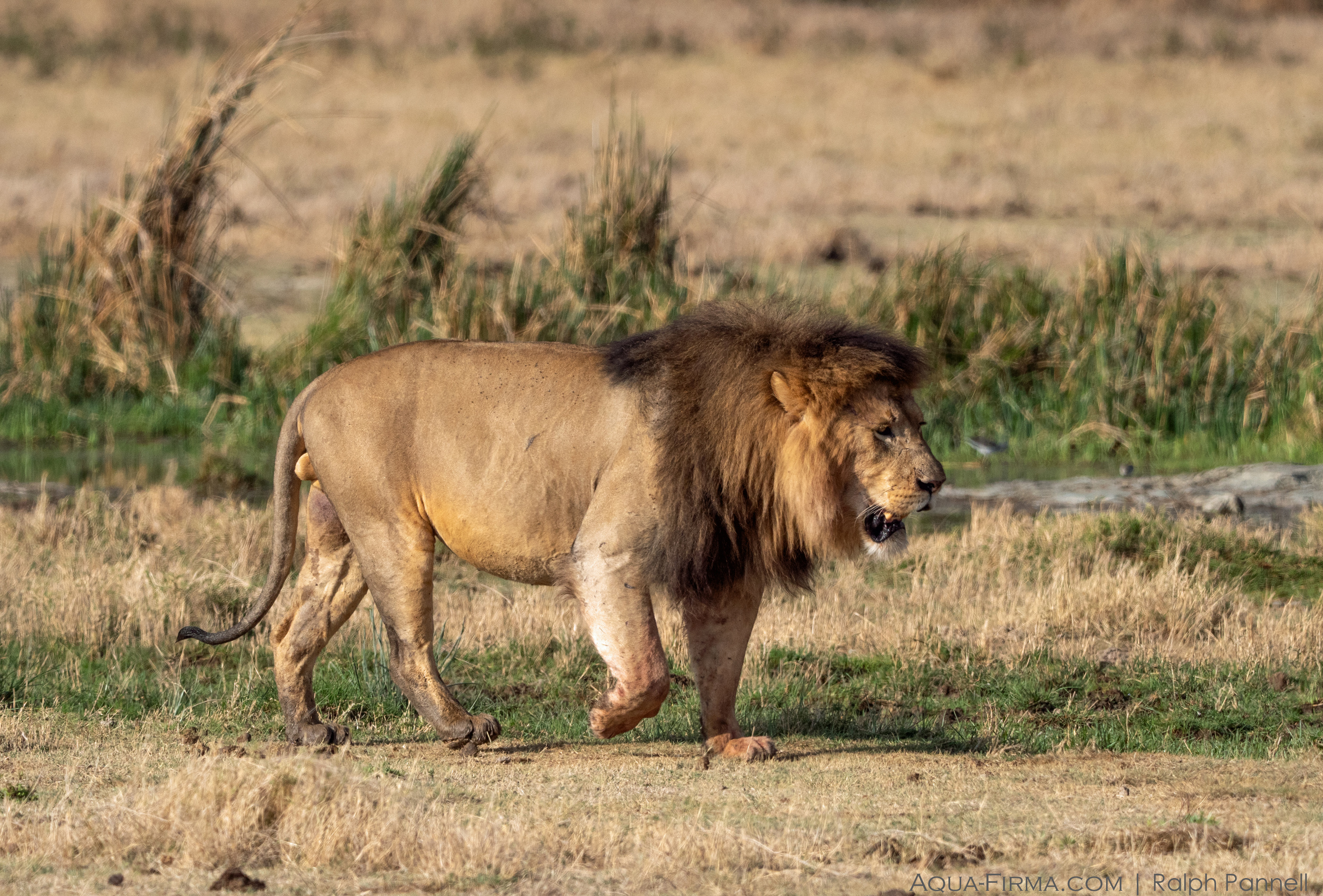 male lion ngorongoro crater tanzania