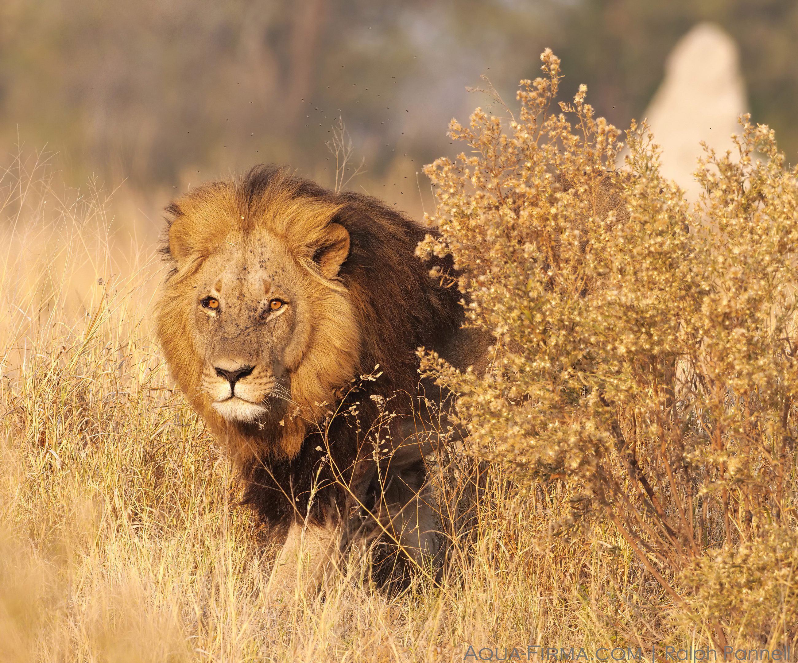 lion in Botswana Okavango savannah