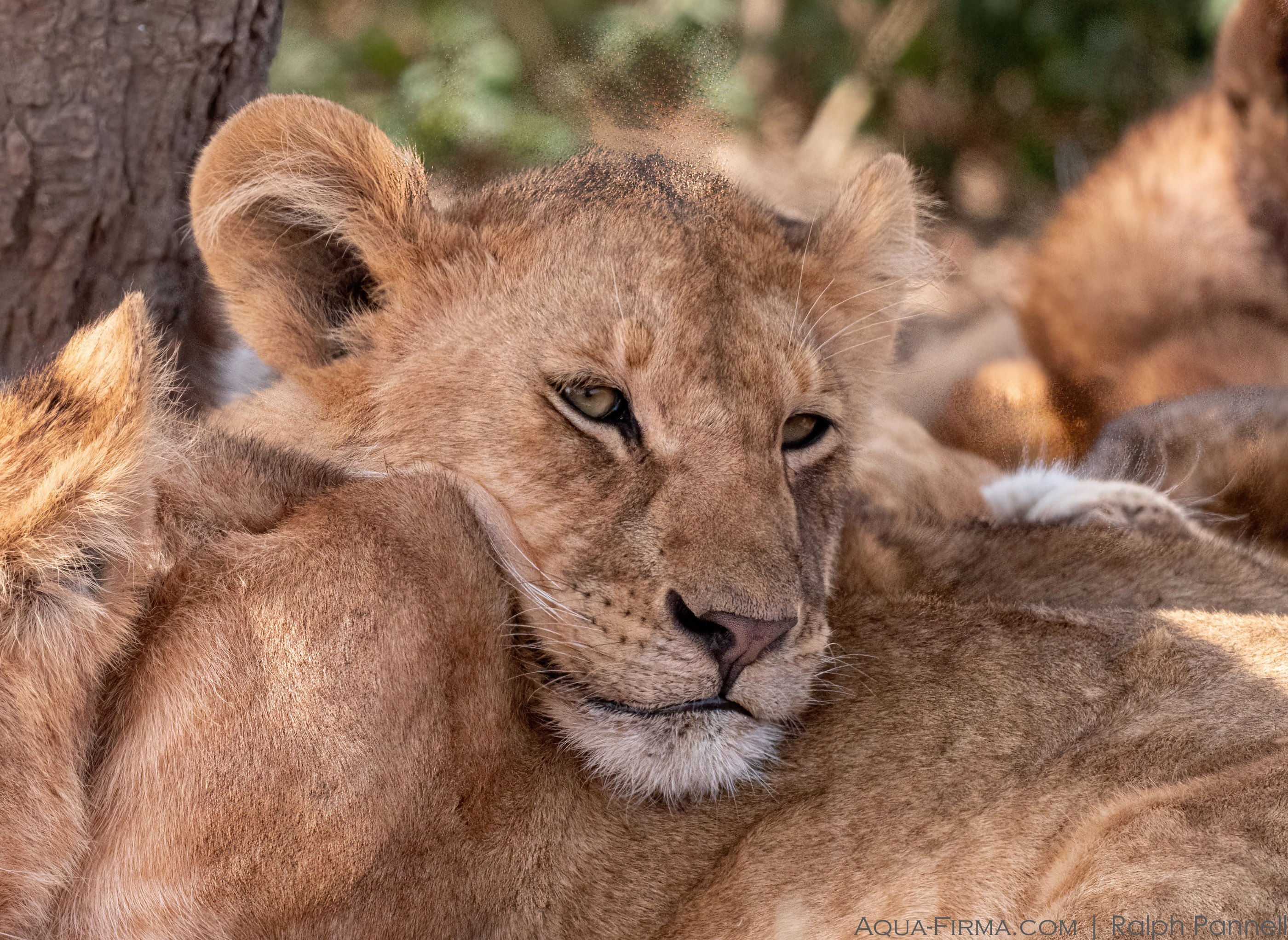 lion cub serengeti national park safari tanzania