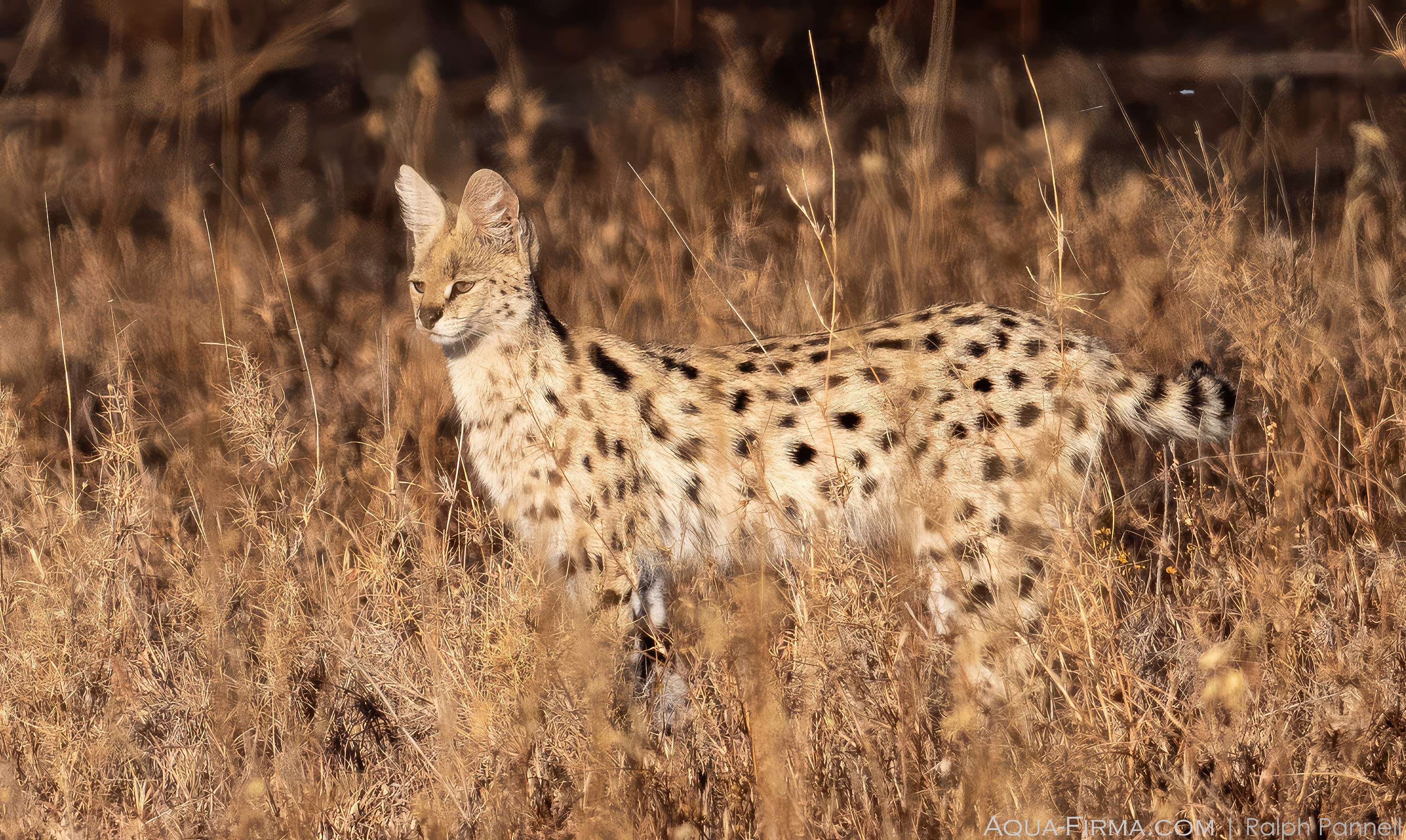 Serval Cat Leptailurus serval Serengeti Tanzania safari Ralph Pannell