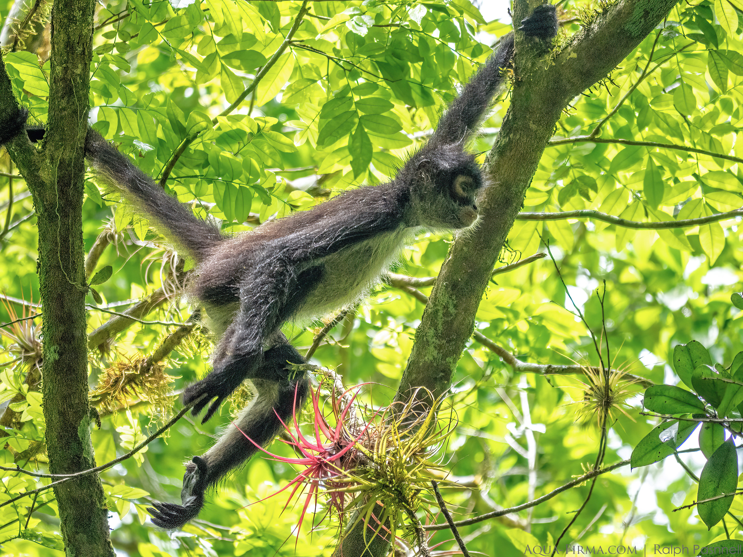 Mexican Spider Monkey Ateles geoffroyi vellerosus in Belize