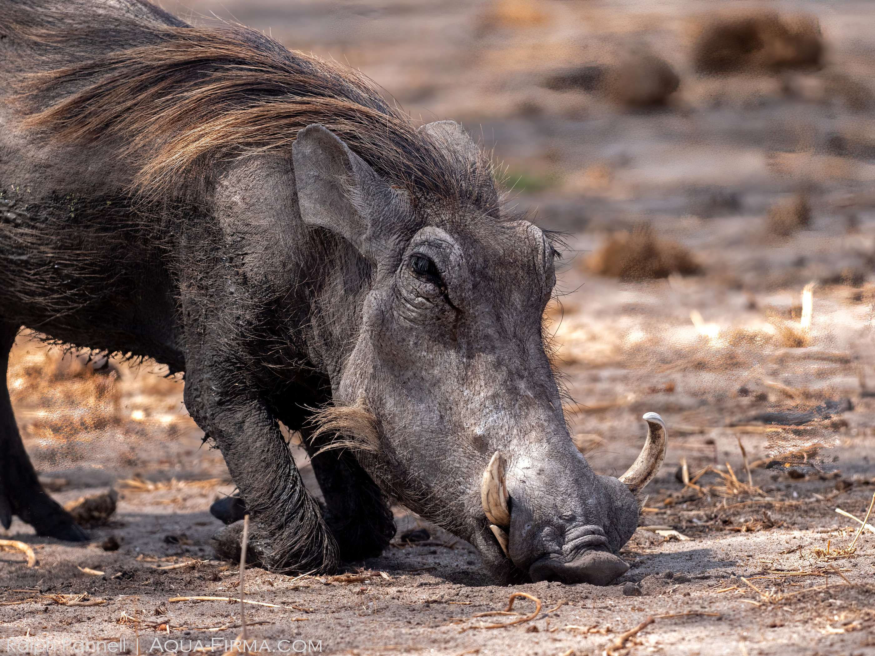 warthog tarangire national park tanzania