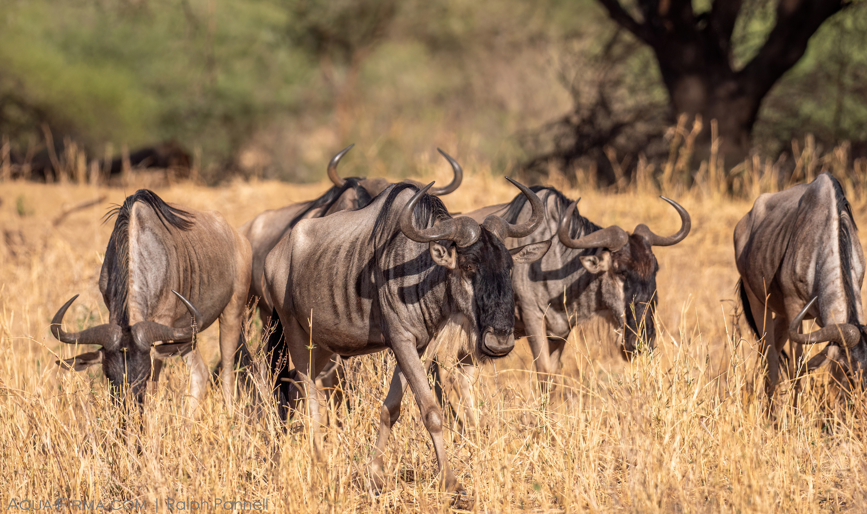 eastern white-bearded blue wildebeest tanzania tarangire