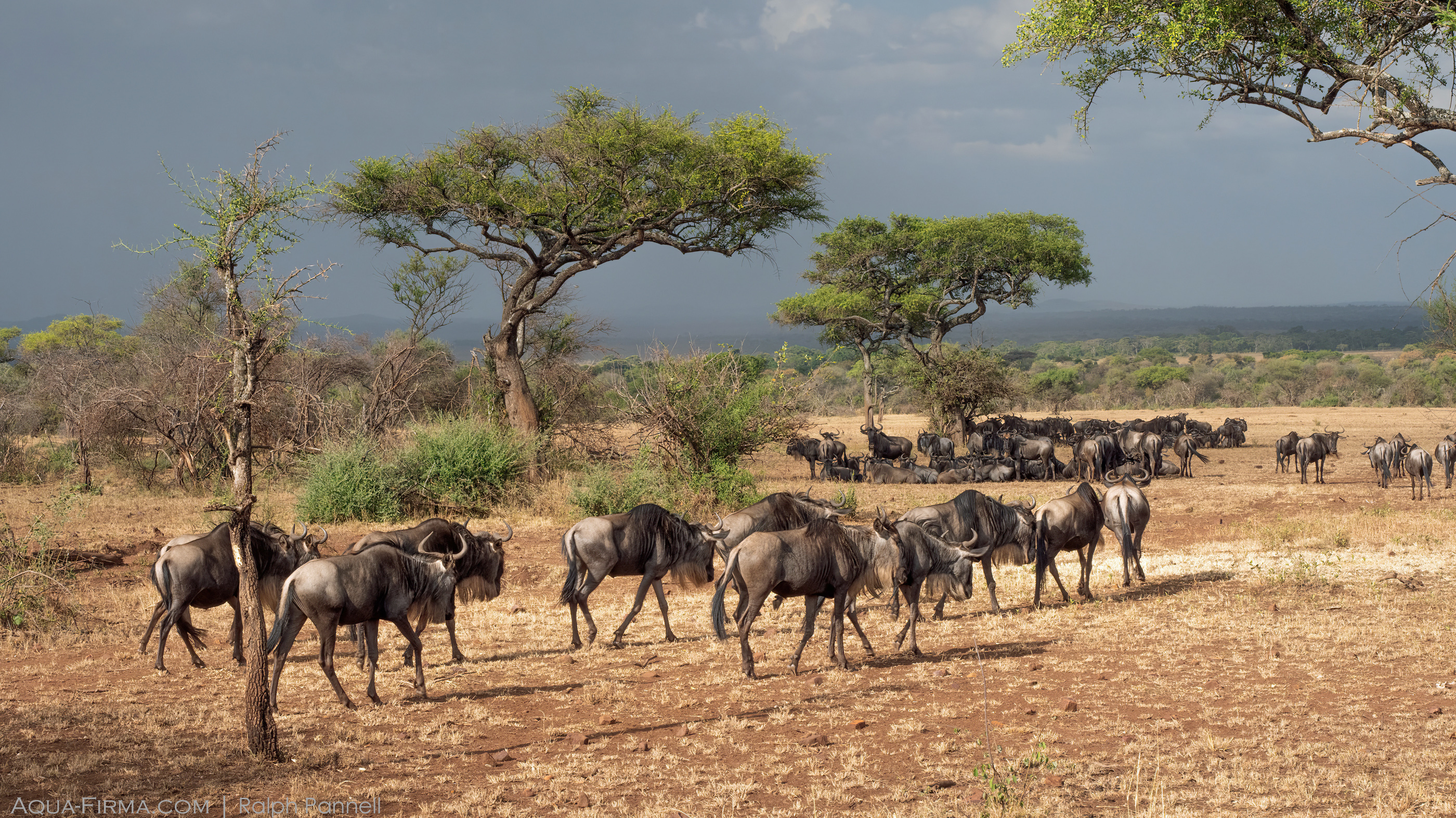 great wildebeest zebra migration serengeti 