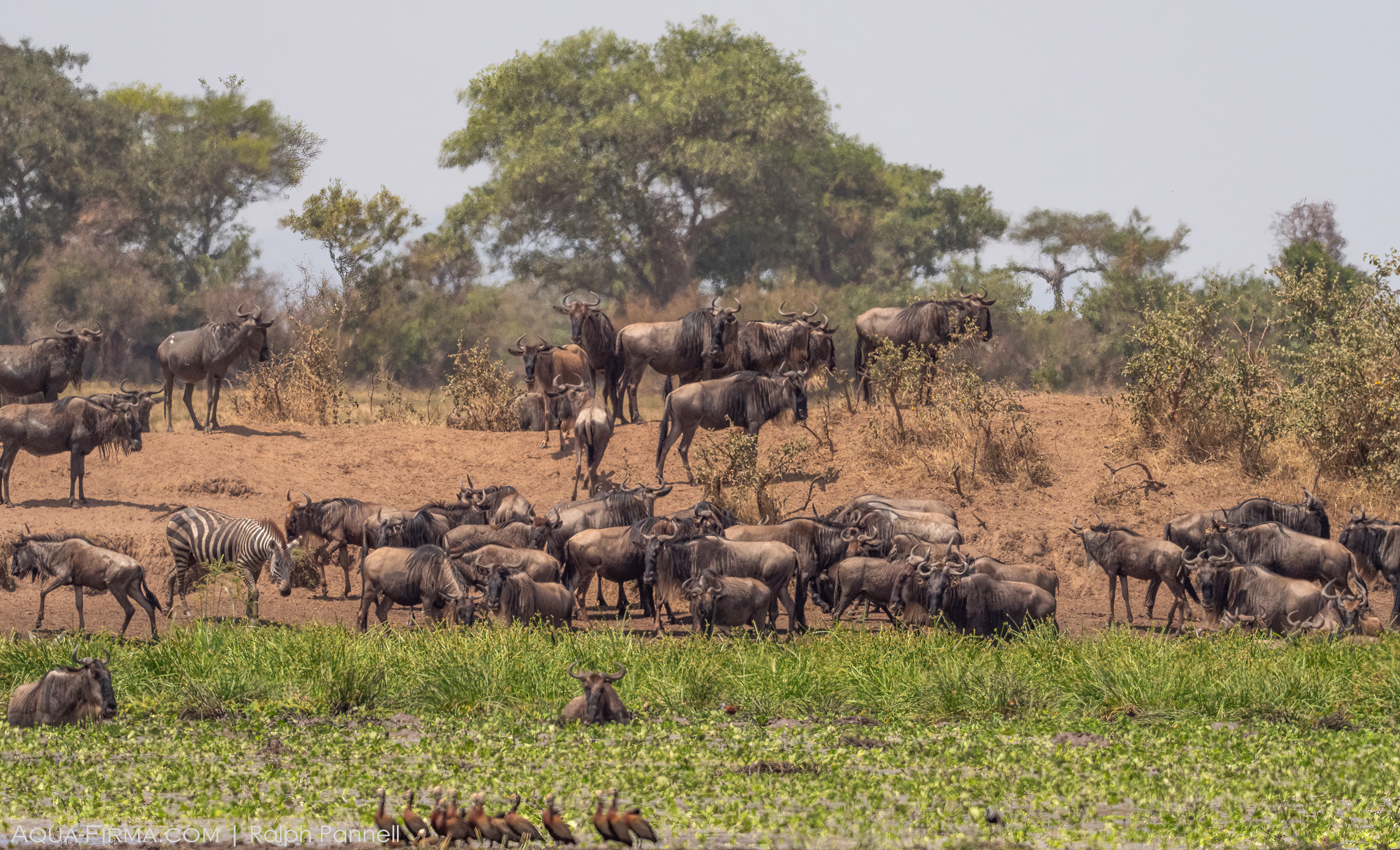 great migration water hole serengeti Aqua-Firma Ralph Pannell